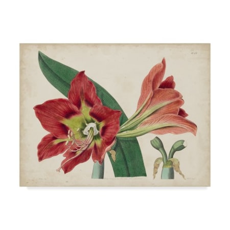 Curtis 'Amaryllis Splendor I' Canvas Art,24x32